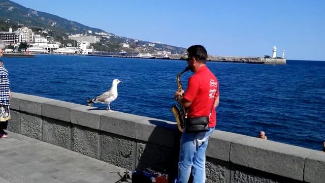 Ялтинская чайка слушает саксофон смотреть онлайн