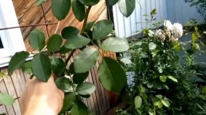 Роза JAMES GALWAY (Джеймс Гелвей), минусы и плюсы.