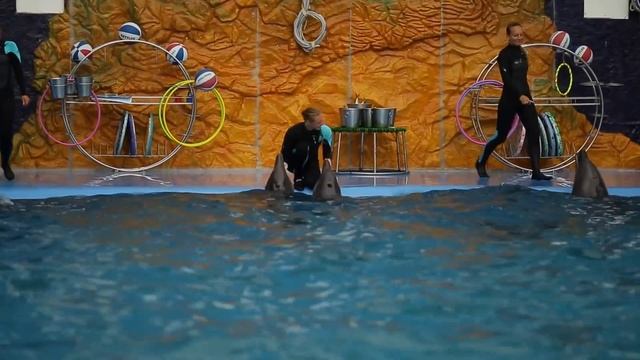 Дельфинарий НЕМО Одесса 18.08.2016 Dolphinarium NEMO Odessa смотреть онлайн