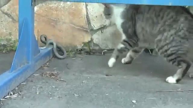 Кот ловит змею смотреть онлайн