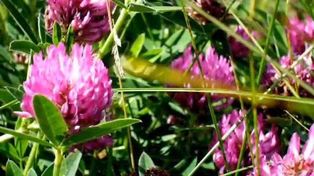 Я СЛОЖУ ТЕБЕ ПЕСНЮ исп. Наталия Муравьева Авторская песня под гитару Природа России Лес Листья Поля смотреть онлайн