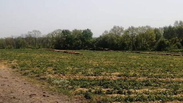 Подстилка соломой клубника, ??Солнечная Адыгея, через месяц пойдет настоящая Кубанская клубника?? смотреть онлайн