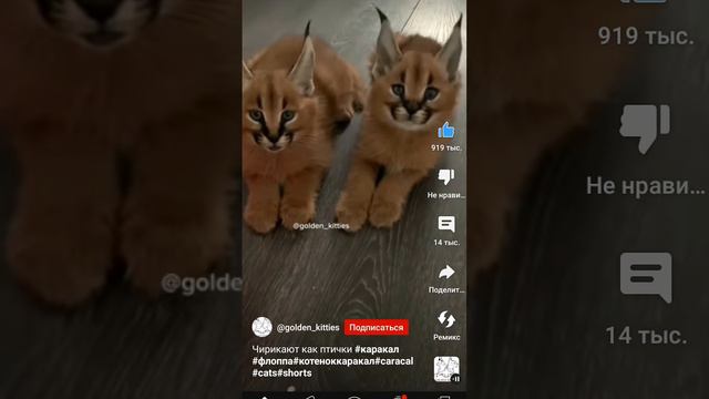 1 апреля 2023 г. смотреть онлайн