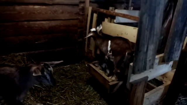 Пока нет козла девки пляшут смотреть онлайн