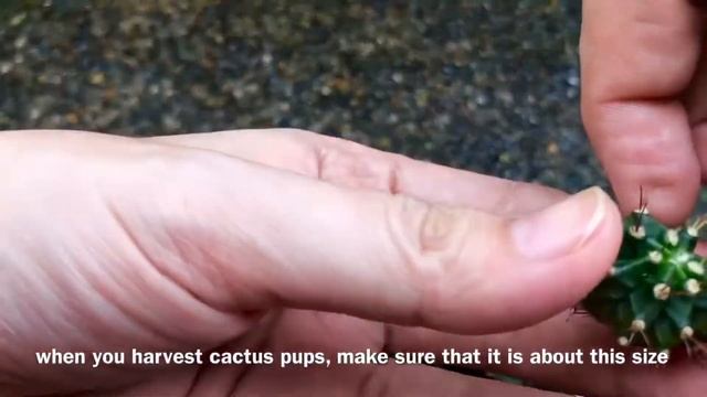 Propagate from cactus pups? | ft. Gymnocalycium Mihanovichii смотреть онлайн