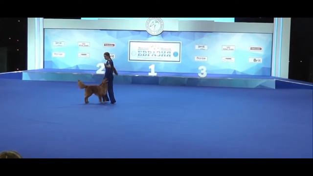 ЕВРАЗИЯ 2017 | Танцы с собаками | Рублева Наталья и ЛОРЕВИ НЬЮ ВИННЕР смотреть онлайн