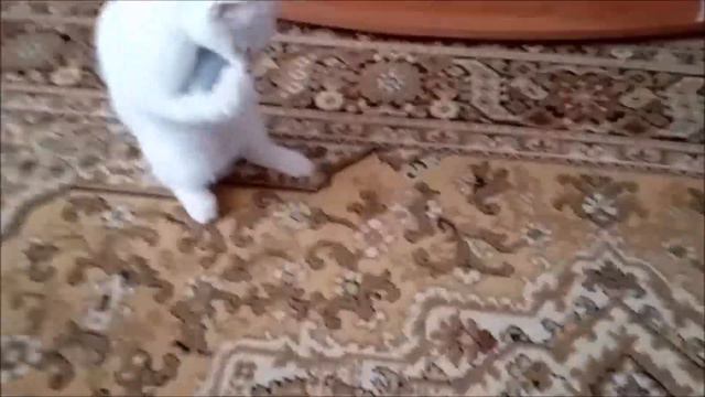 Котенок играет с мышкой смотреть онлайн