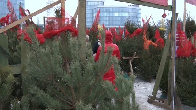 Новый год близко: выбираем лучшую елку смотреть онлайн