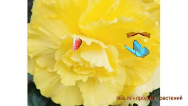 Бегония мокка Йеллоу 🌿 мокка бегония Йеллоу обзор: как сажать, луковицы бегонии Йеллоу смотреть онлайн