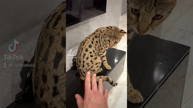 Savannah f1 😺🐆 #richcatsss #savannahf1 #kitten смотреть онлайн
