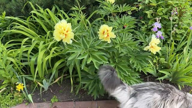 Пион ИТО-Гибрид Барцелла смотреть онлайн