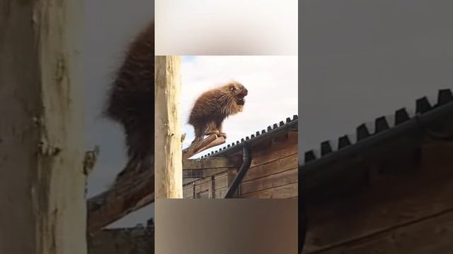 прикол смотреть онлайн