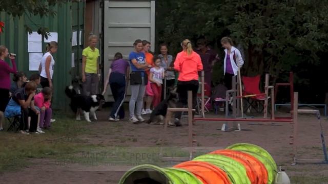 DREAM GAMES занимательное аджилити 16.08.14 г. v43 смотреть онлайн