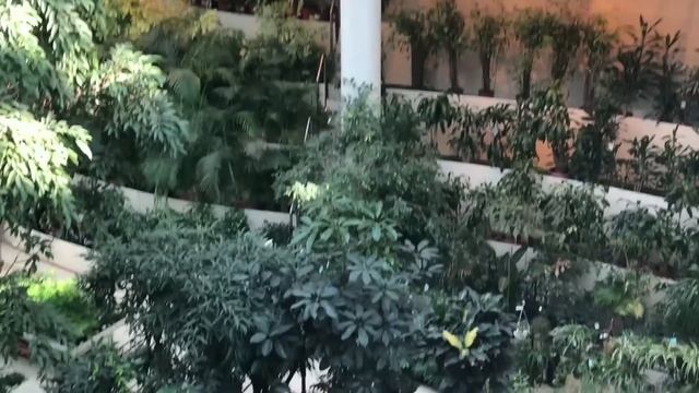 Комнатные растения где купить в Москве. Куда хожу я. смотреть онлайн