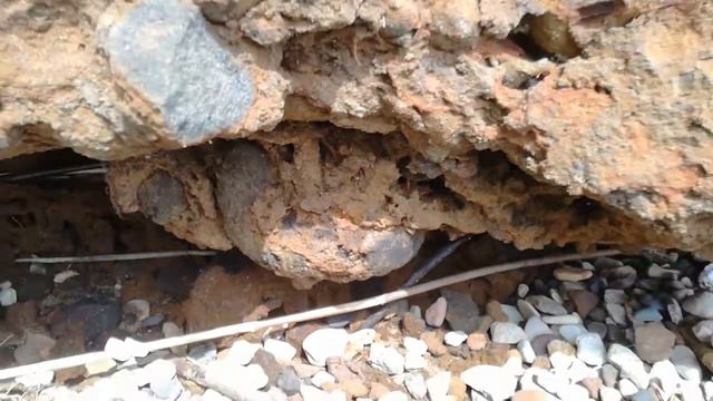 Аммониты, окаменелости.