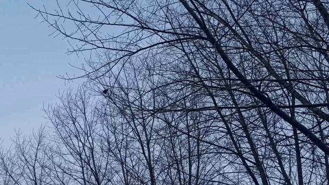 3 апреля народный праздник Фомин день. Народные приметы и традиции. Запреты дня. смотреть онлайн