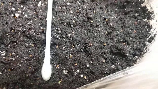 Леруа Мерлен покупки и что выростает смотреть онлайн