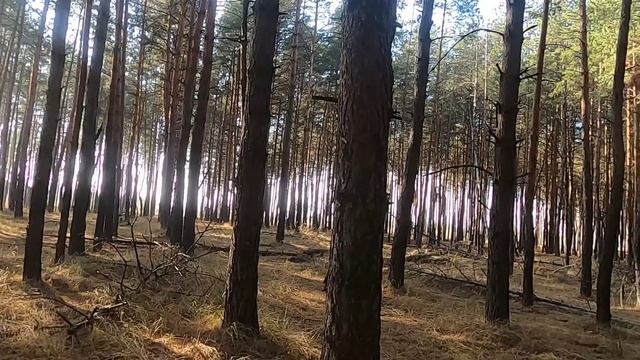Грибное ассорти ? 30 октября 2021? Белые грибы Польские Зеленушки Подосиновики Маслята смотреть онлайн