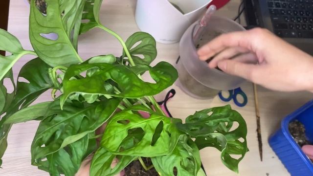 Спасение Антуриума // Anturium and Monstera Monkey Leaf Replanting// Пересадка Монстеры Манки Лиф смотреть онлайн