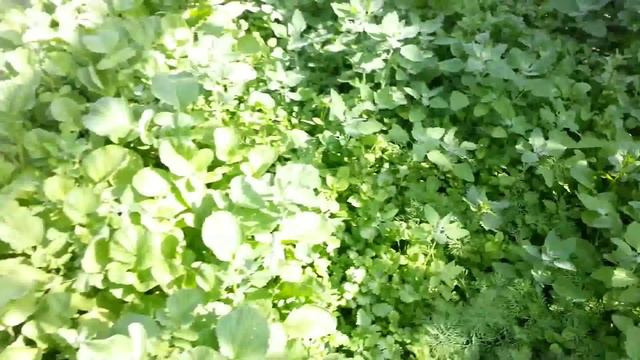 Наша дача_06_2014 смотреть онлайн