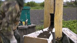 Пересадка пчёл в колоду через должею