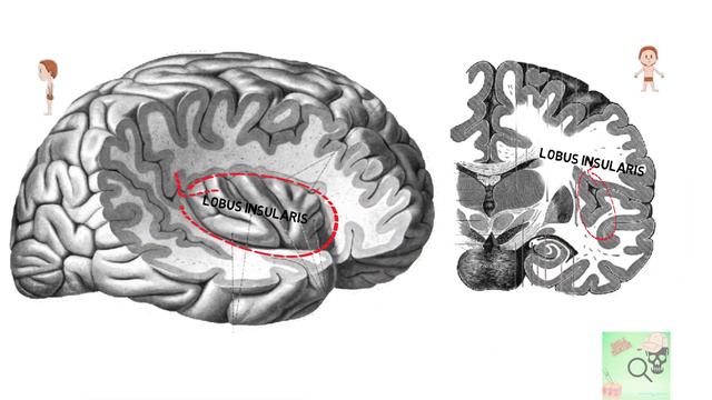Сerebrum.Lobus frontalis смотреть онлайн