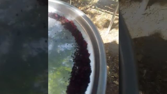 как собрать семена амаранта 2 способа смотреть онлайн