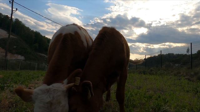Звуки Коровы звуки животных.Cow sounds animal sounds смотреть онлайн