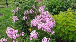 Флоксы.  Секрет пышных флоксов.