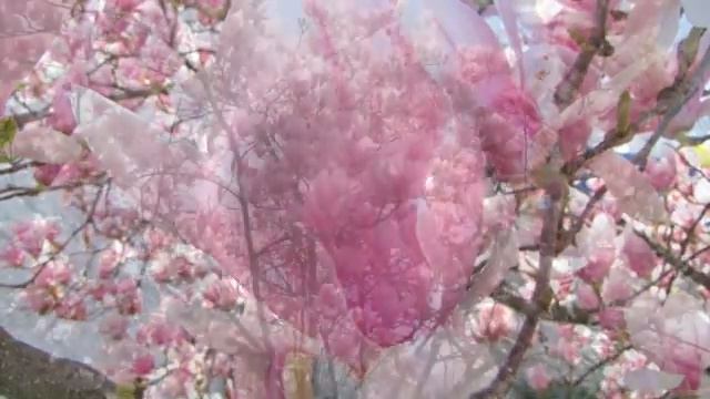 Blooming Magnolia. Maryland. USA смотреть онлайн
