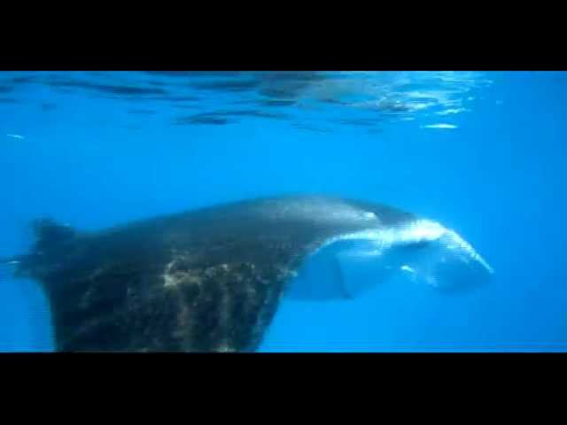 Manta's fly смотреть онлайн