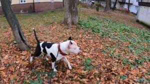 Амстаффов нужно отстреливать???