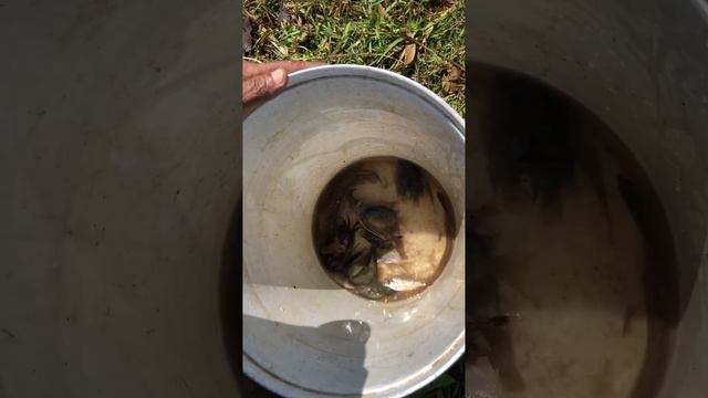 fishing eatingបង់ត្រីនៅអាងម្កាក់ ទឹកស្រកត្រីចុះច្រើន смотреть онлайн