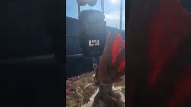 Самый огромный гусь !!!!! 16 килограмм 400 грамм. Самая выгодная птица...... смотреть онлайн