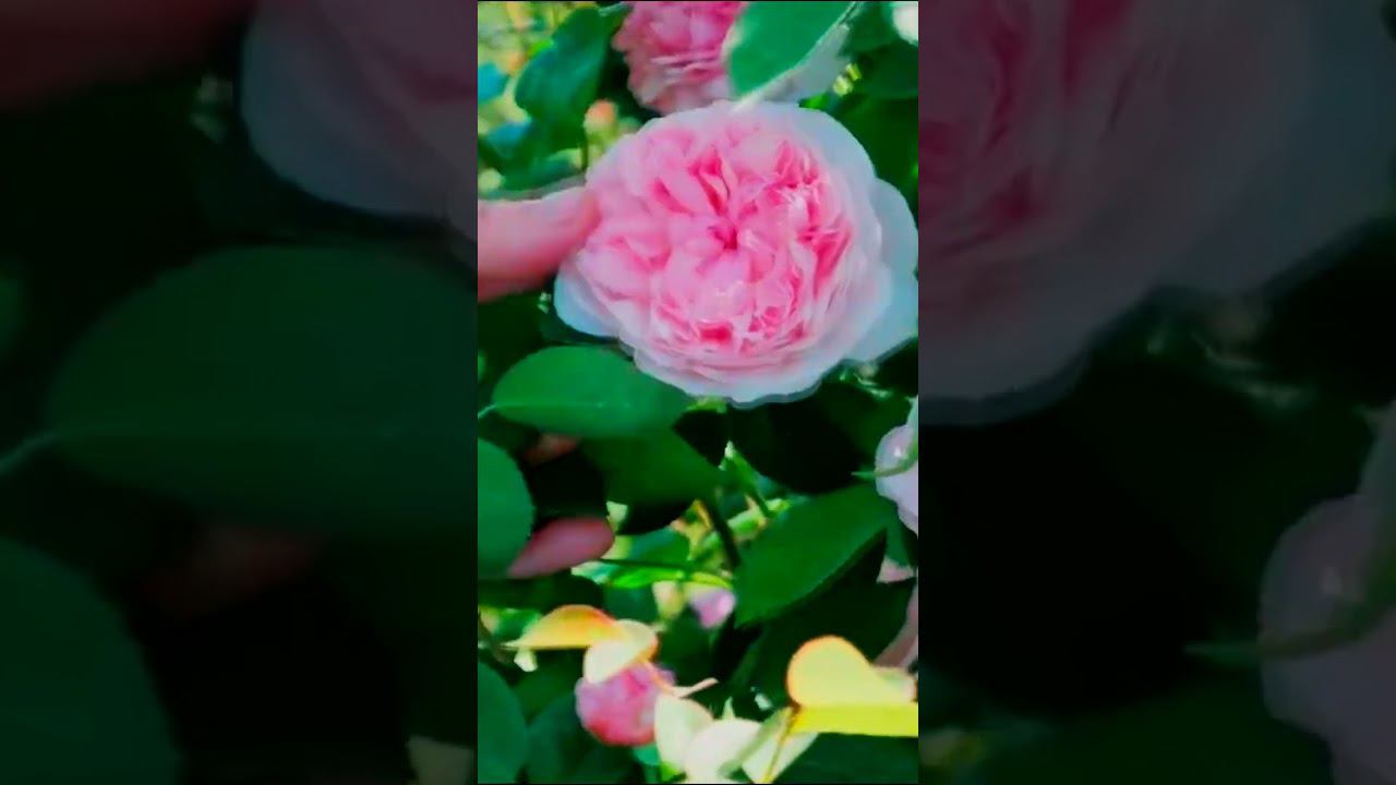 Роза Джеймс Галвей James Galway смотреть онлайн