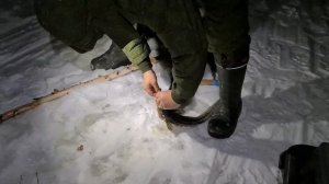 НАЛИМ НА ЖИВЦА