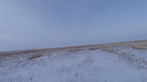 Охота на зайца.Выстрел в кадре.тропление зайца.