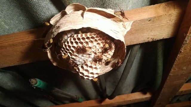 Шершни строят гнездо. (ч. 2) смотреть онлайн