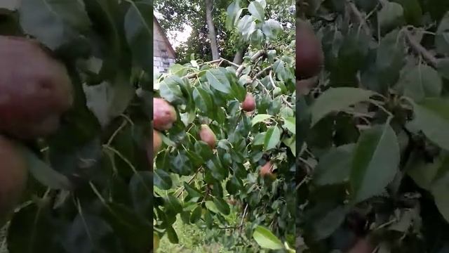 Груша Бере Вільямс літня....... смотреть онлайн