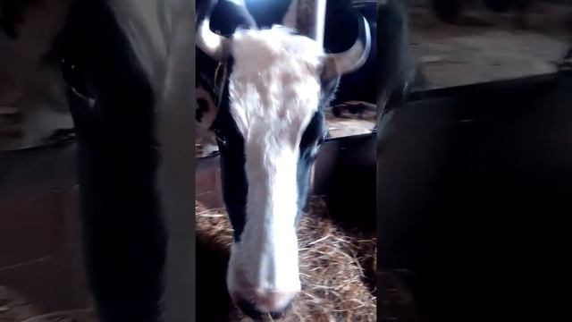 Кормление коров сенажем в упаковке смотреть онлайн