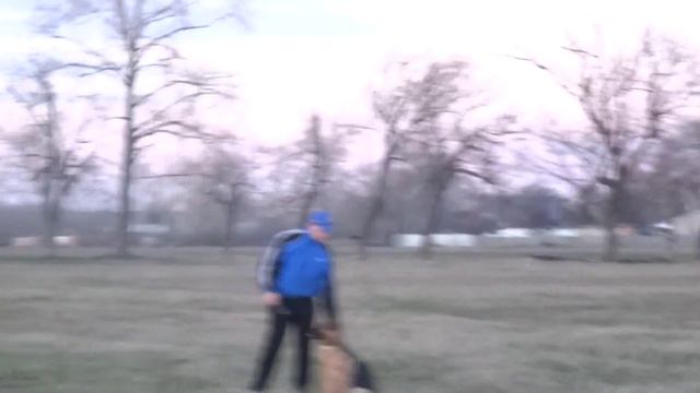 Подготовка к сдаче собакой ОКД смотреть онлайн