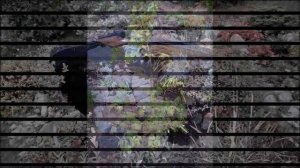 Пруд в саду/Наш опыт/Плюсы и минусы содержания/