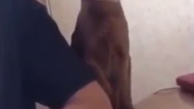 Женские уловки смотреть онлайн