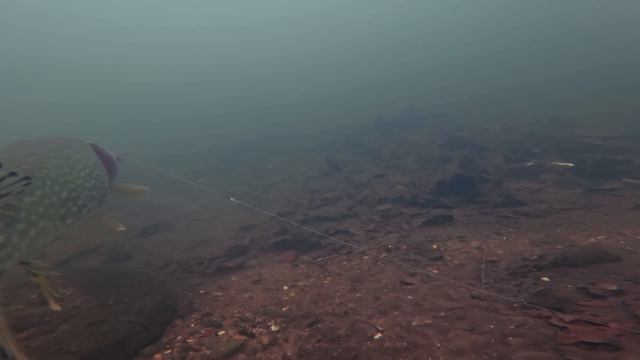 Pike Fishermen MUST Watch This Video! смотреть онлайн