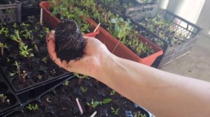 Черенкование гортензии: результаты 2 месяца спустя и пересадка | Черенки гортензий уже в теплице!