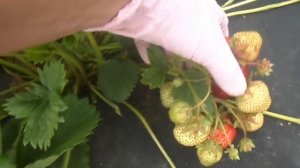 КИСС  НЕЛЛИС - японский сорт клубники с огромной ягодой!