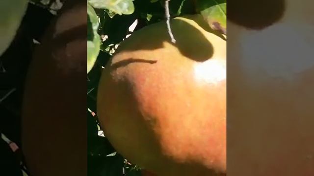 Гранат дома смотреть онлайн