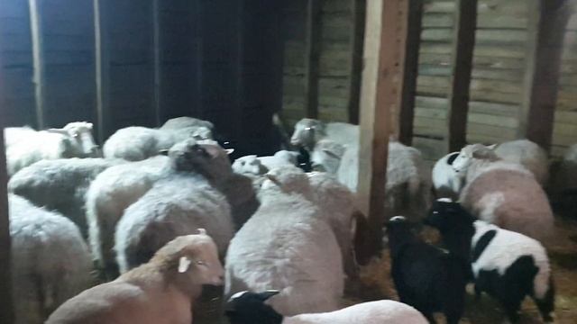 Продаю овец 24 головы....цена отличная.... смотреть онлайн