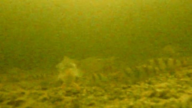 Калипсо подводная камера