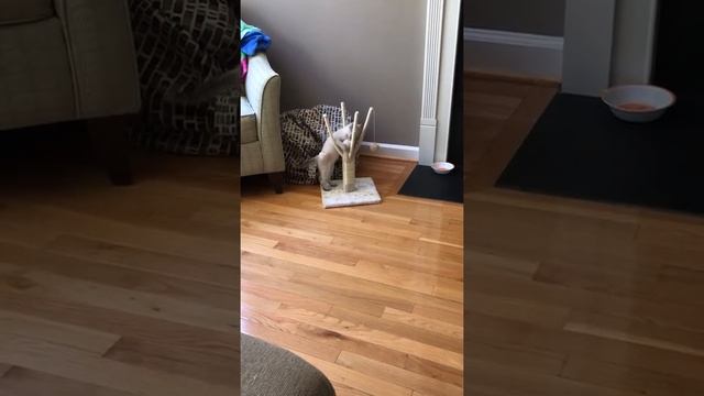 My funny kitten who is really also a rapid squirrel ( not really a squirrel) смотреть онлайн